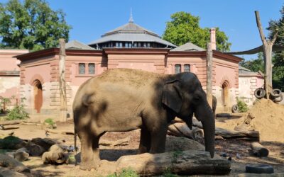 ZOO in Breslau (Zoologischer Garten Wroclaw)