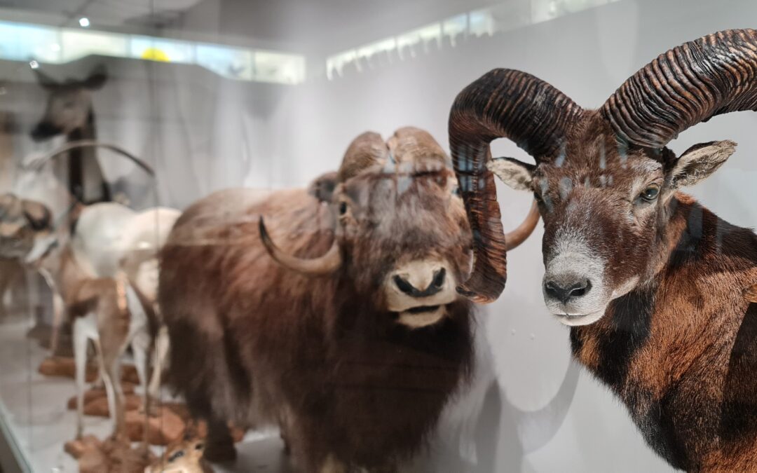 Muzeum Przyrodnicze we Wrocławiu – pradawny Jeleń!